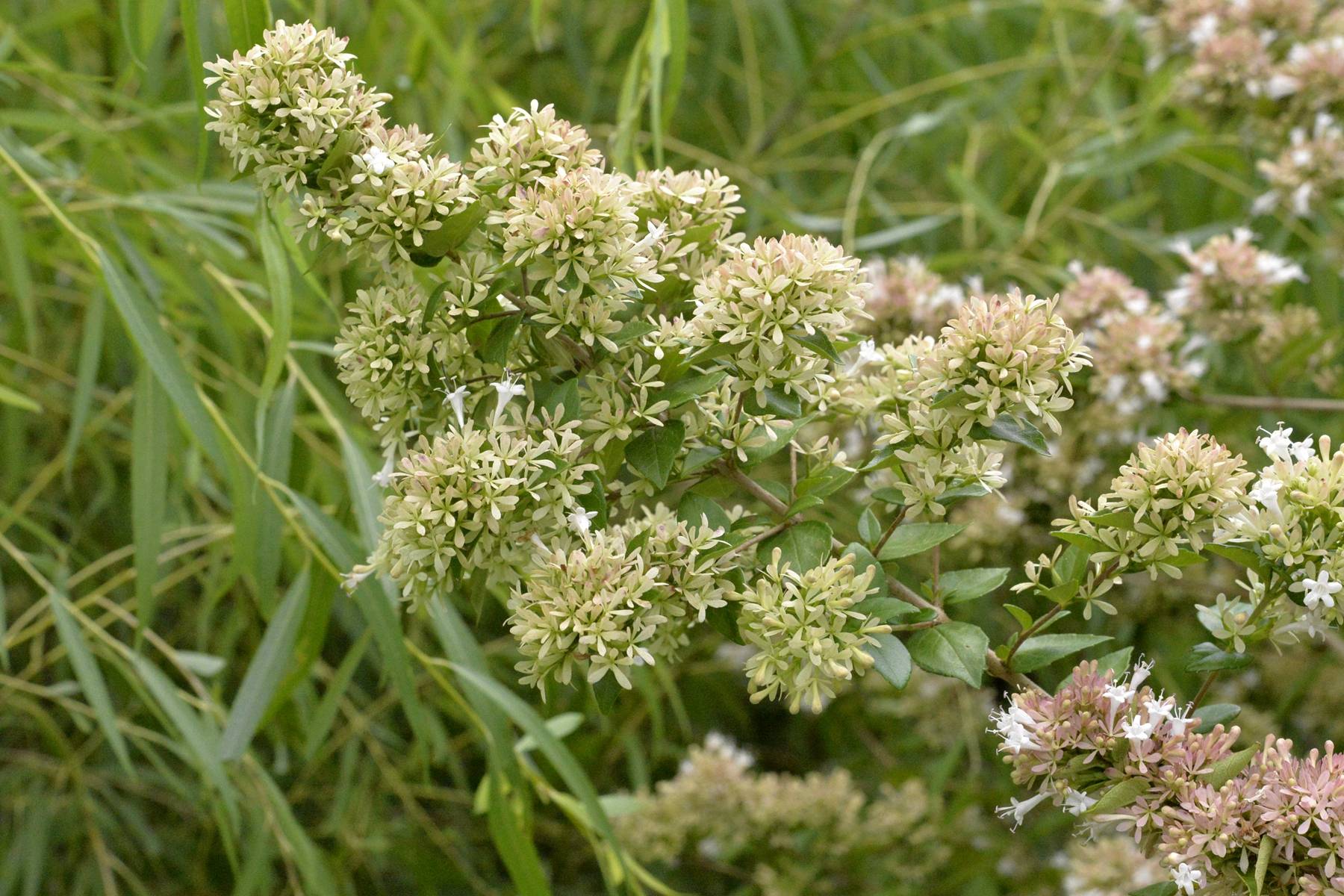 我见到的山东本土植物和园林栽培植物(572)糯米条