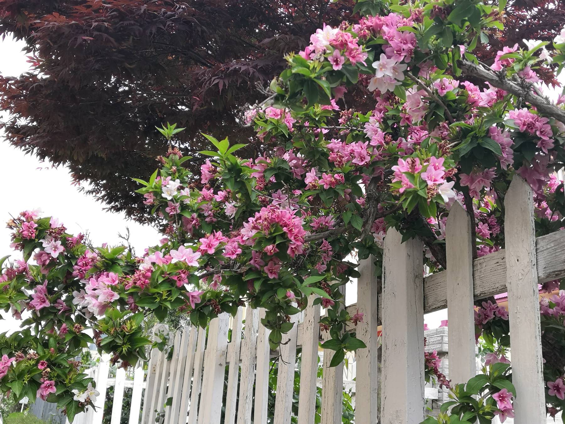 我见到的山东本土植物和园林栽培植物(570)朝鲜锦带花