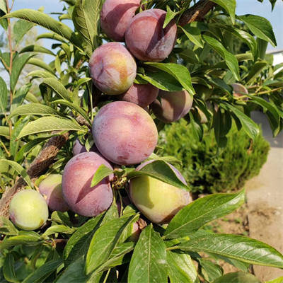 女神西梅苗一年苗质量如何?强势登陆"西梅"市场