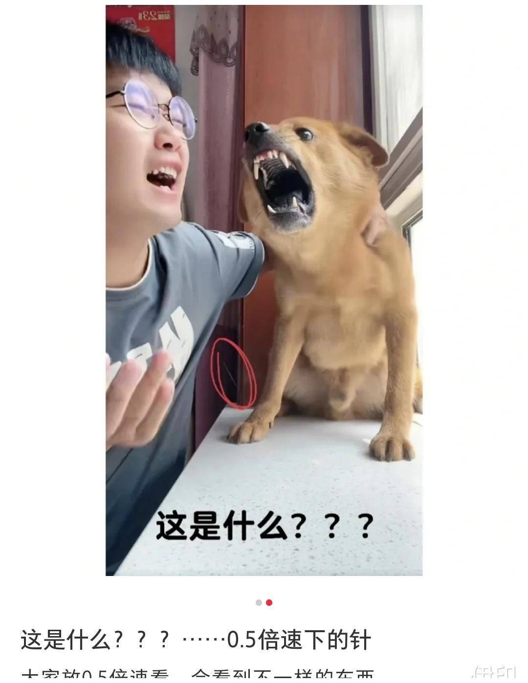 直播时用针扎田园犬,被网友爆出后扬言杀狗_狗狗_宠物_表情