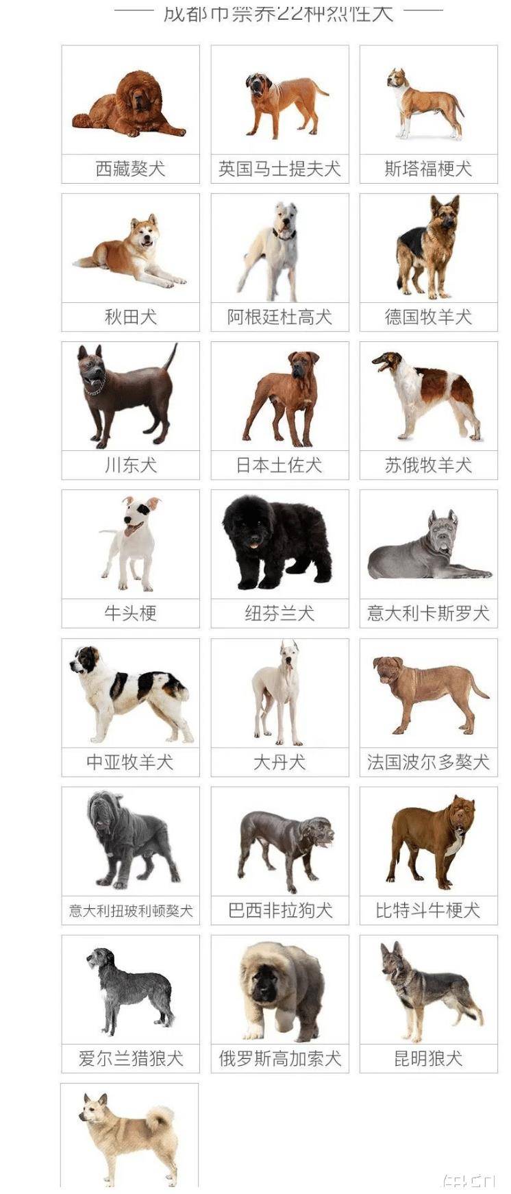 十大禁犬图片