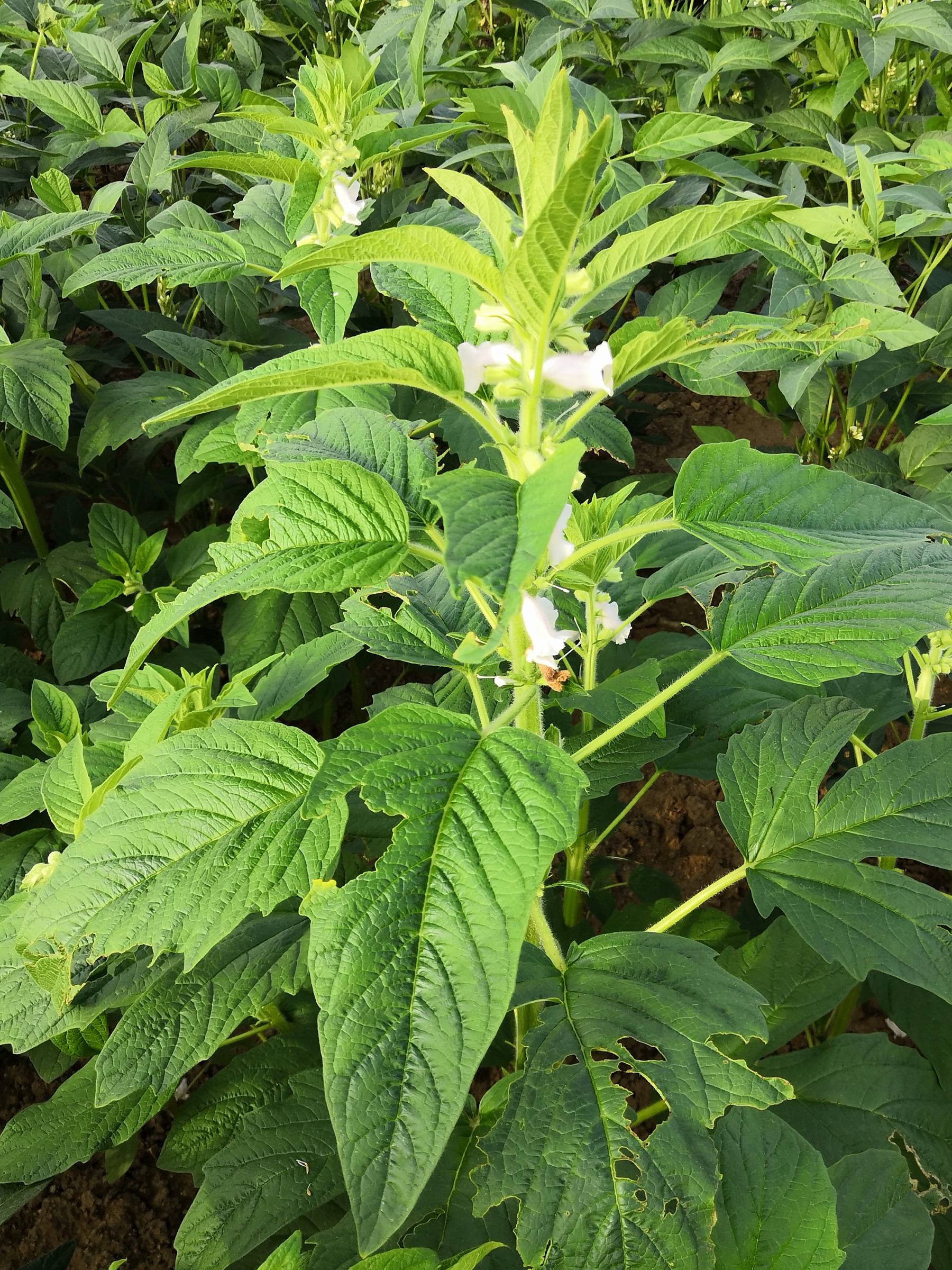 我见到的山东本土植物和园林栽培植物