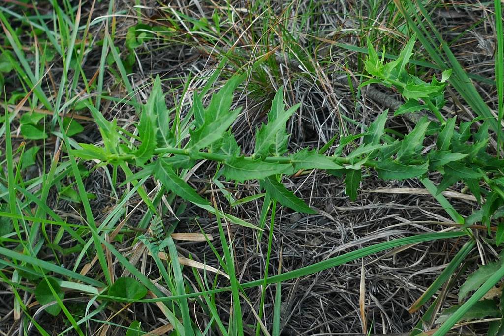 我见到的山东本土植物和园林栽培植物