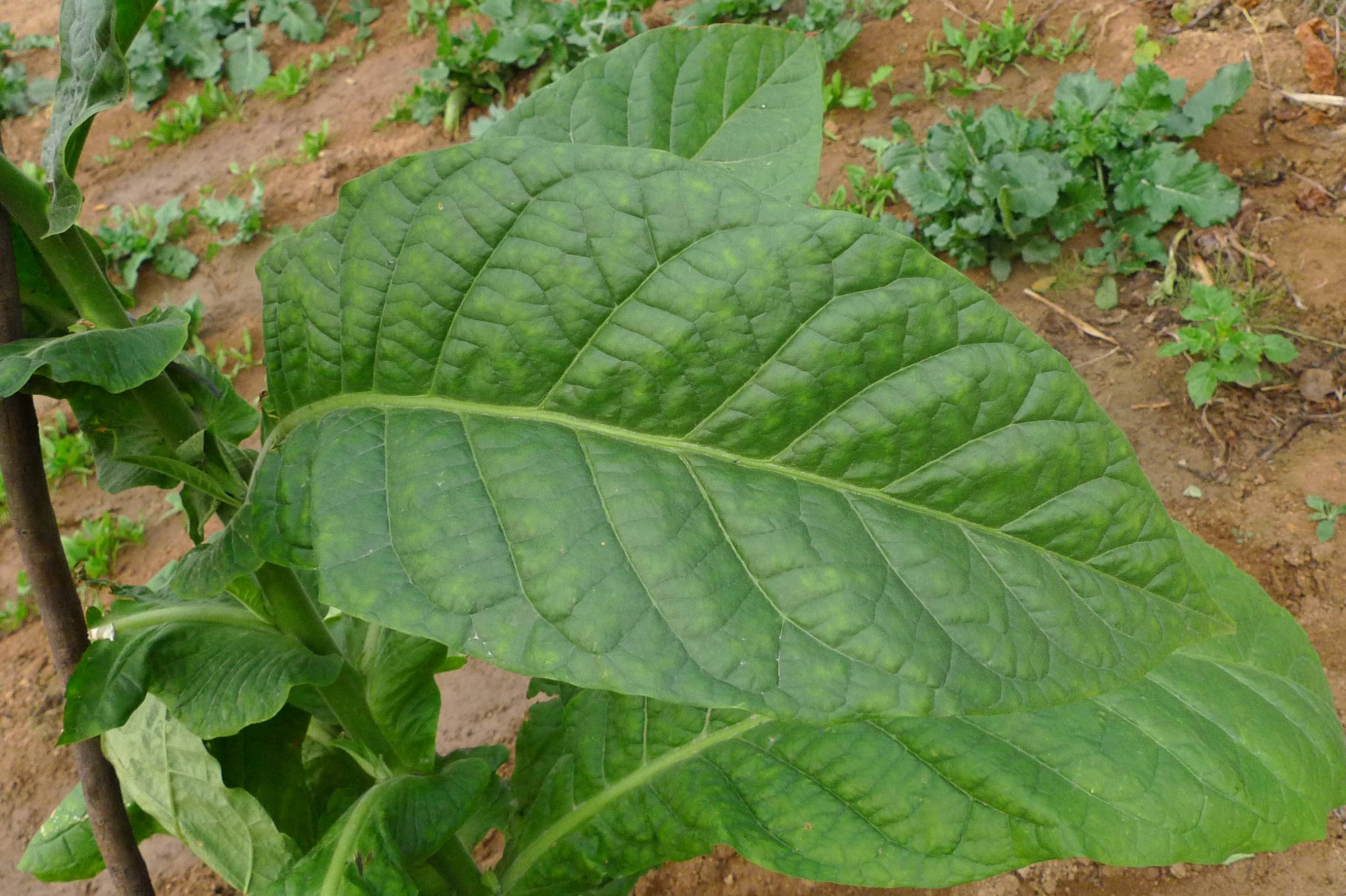 我见到的山东本土植物和园林栽培植物(647)烟草(栽培)