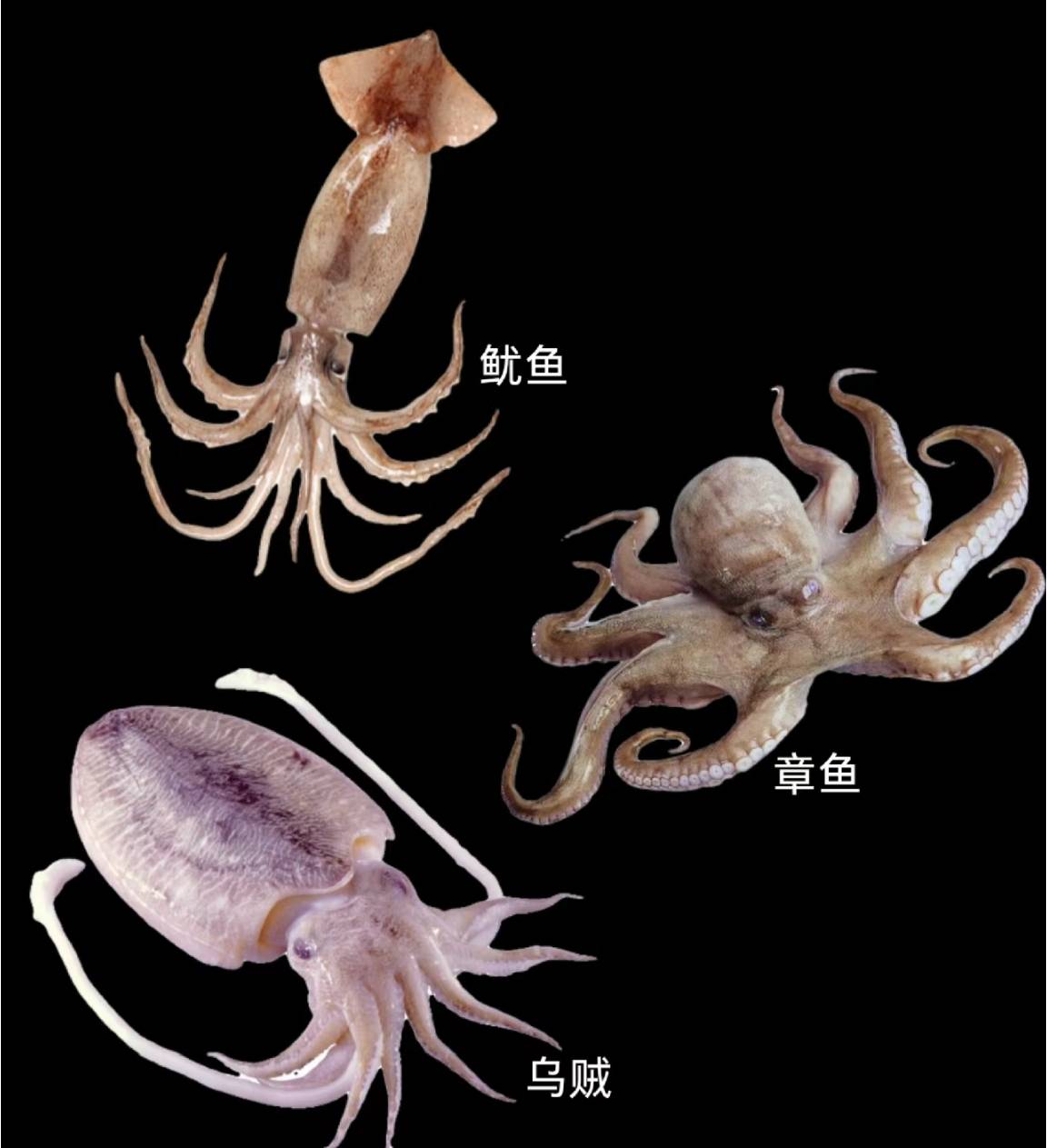 关于乌贼的10个冷知识,如贼是一种头足类动物,全世界共有约300种乌贼