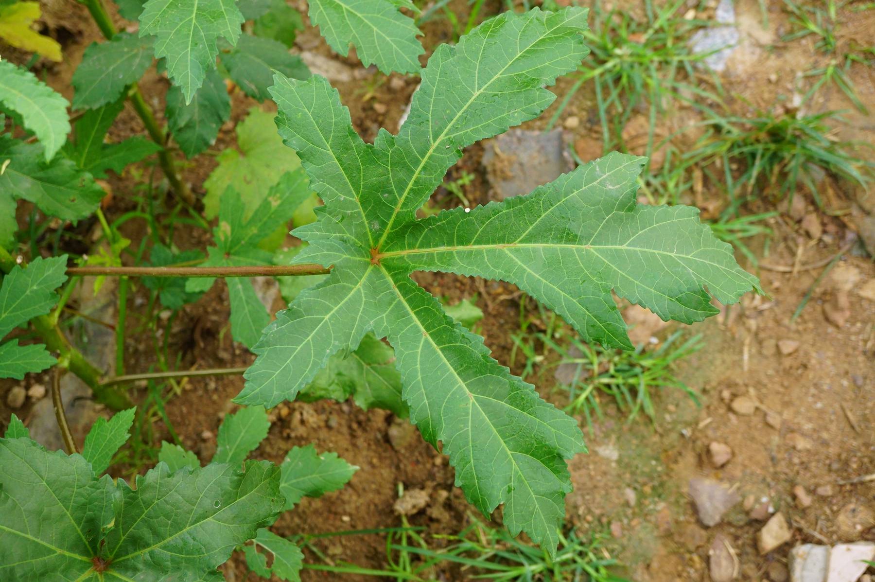 我见到的山东本土植物和园林栽培植物(660)咖啡黄葵