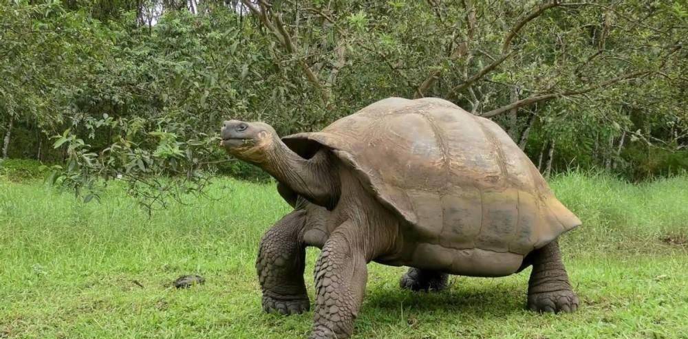 施工挖到东汉古墓,爬出一只轮胎般大小的乌龟,难道是千年乌龟?