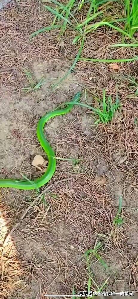 江西赣州,有市民在森林公园,拍到条和青草一样青的怪蛇