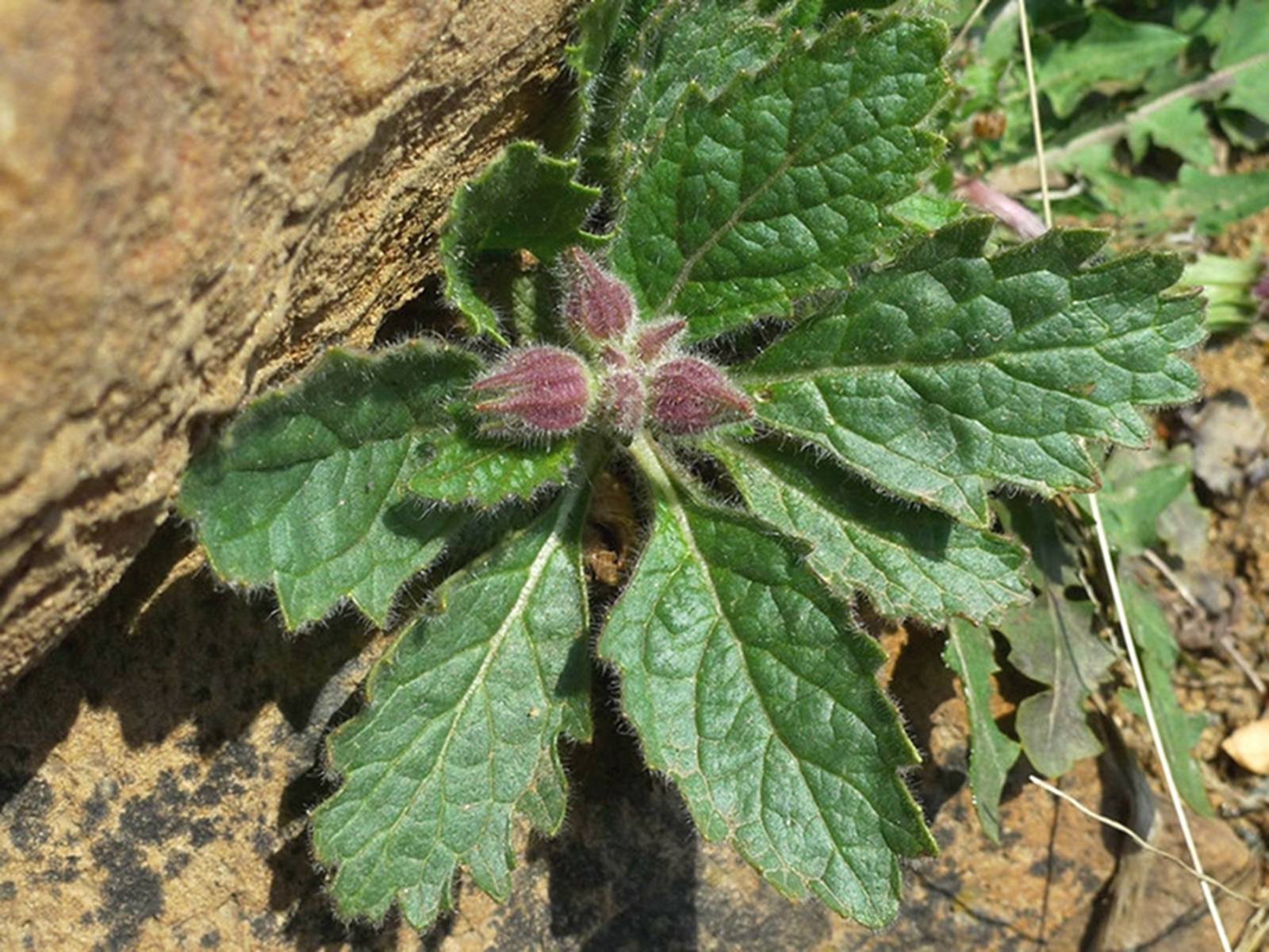 我见到的山东本土植物和园林栽培植物(693)地黄