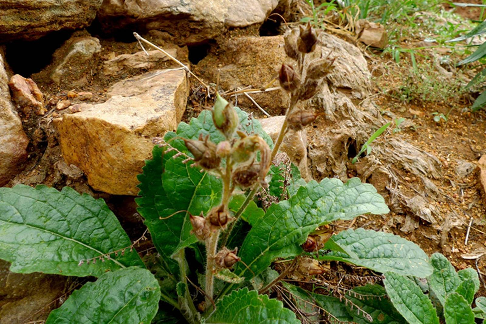 我见到的山东本土植物和园林栽培植物(693)地黄