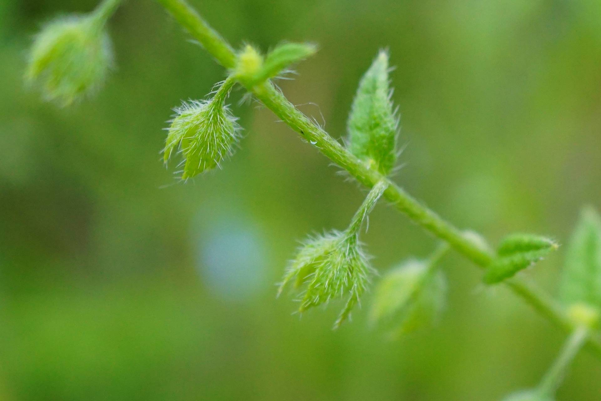 我见到的山东本土植物和园林栽培植物(704)狭苞斑种草