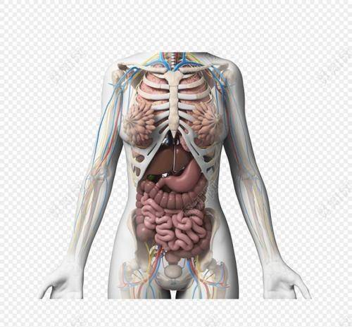 人体内环境结构图图片