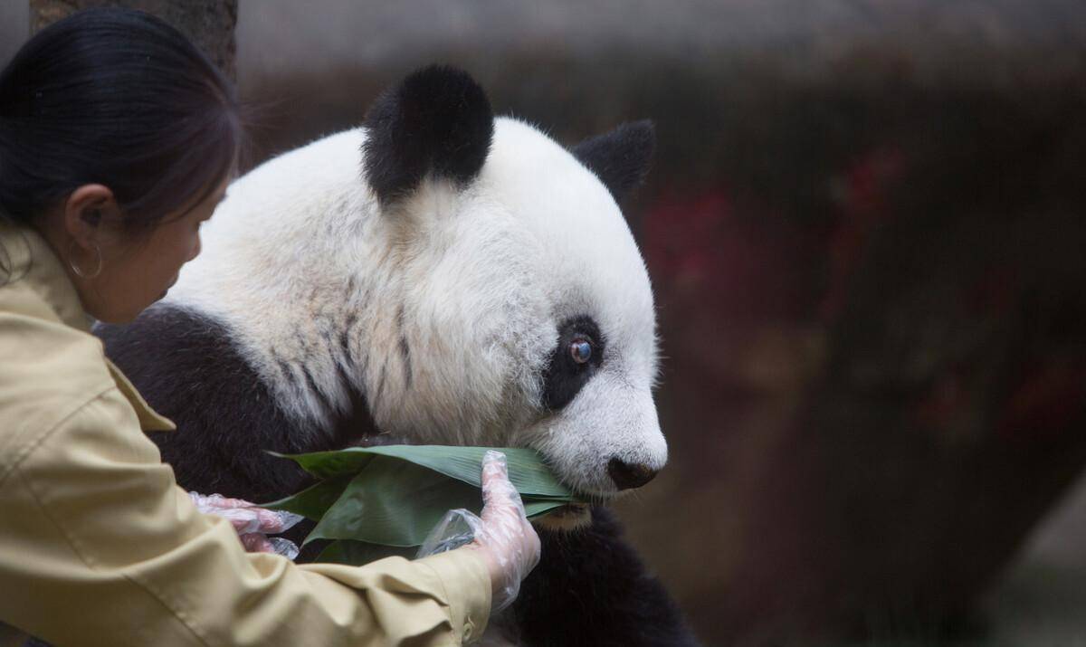 大熊猫咬死人图片