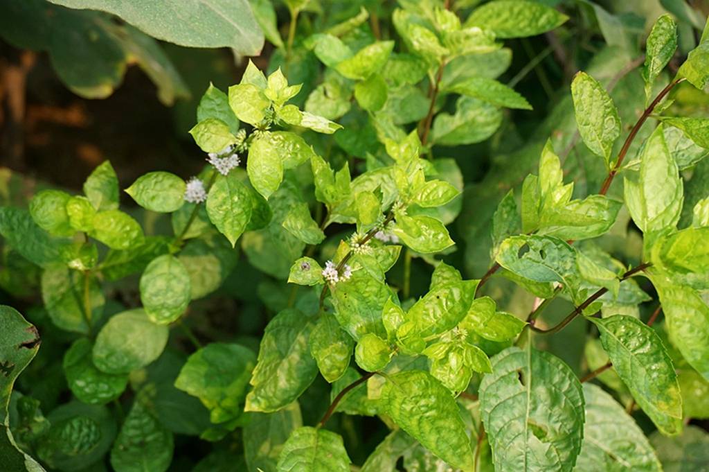 我见到的山东本土植物和园林栽培植物(740)薄荷