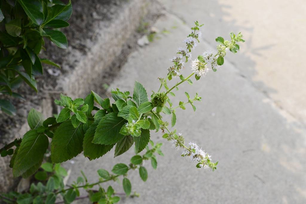 我见到的山东本土植物和园林栽培植物(743)皱叶留兰香