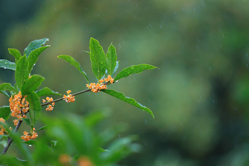 雨中桂花满地唯美图片图片