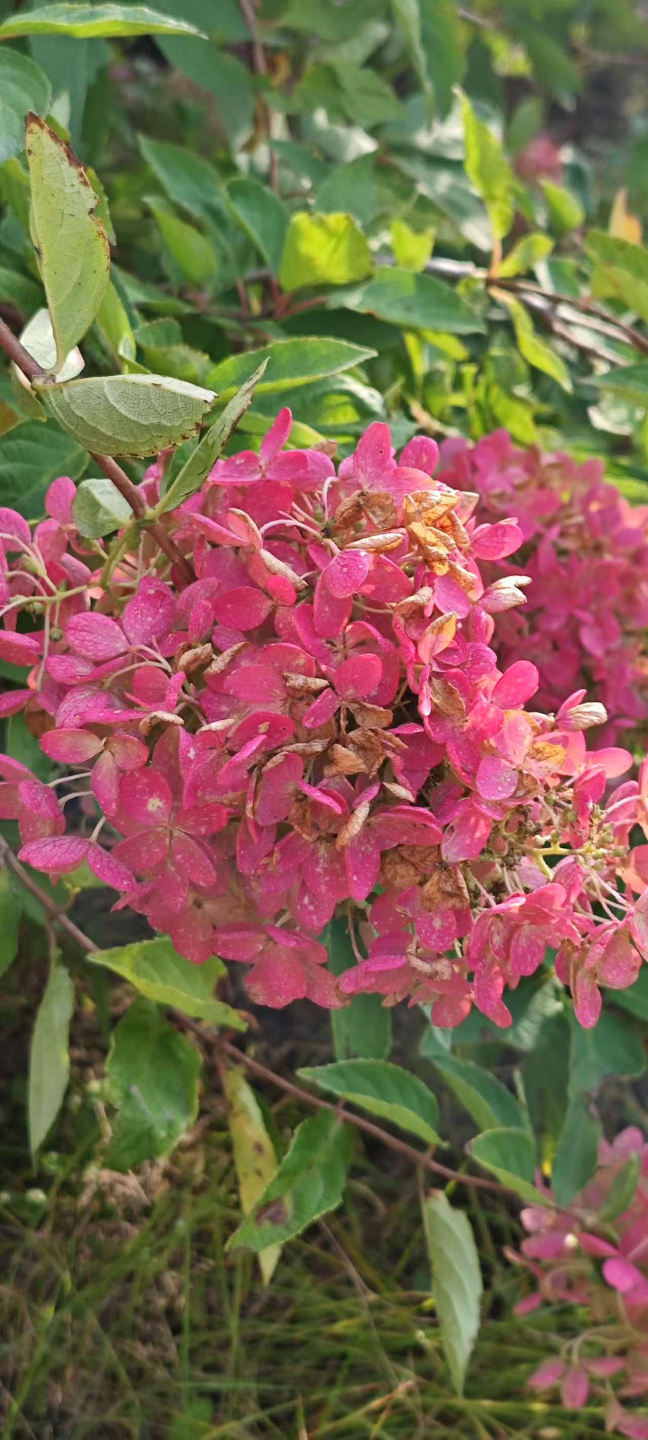 深秋里的红绣球花:热烈的坚守