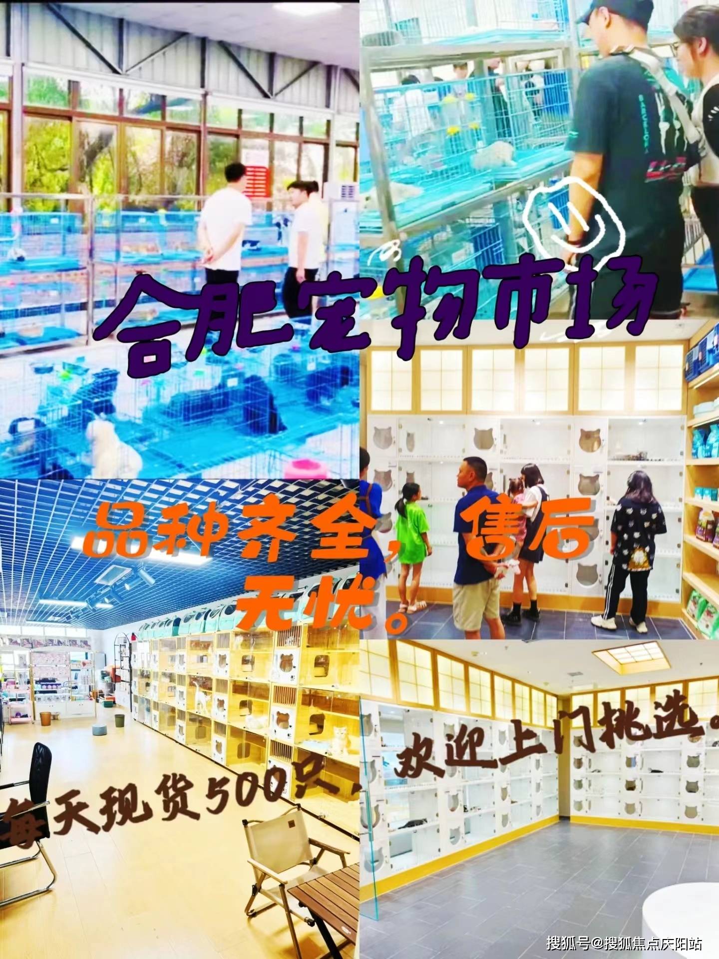 合肥这里买英短蓝白猫价格优惠,品质更佳!