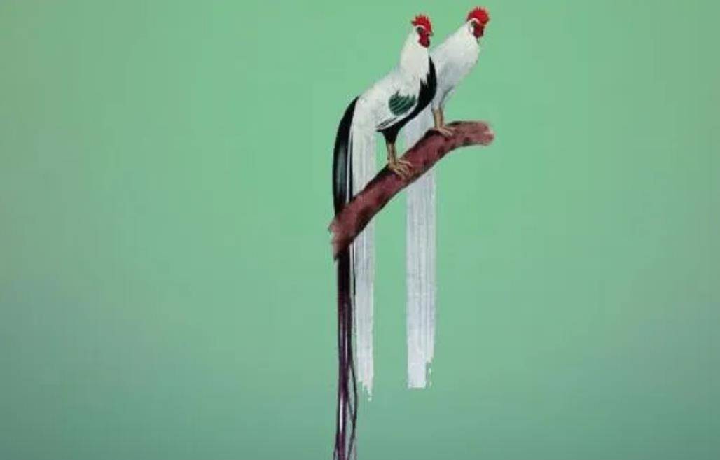 时间一点点地过去,长尾鸡的存在从数量急剧增多之际,它的新奇程度便不