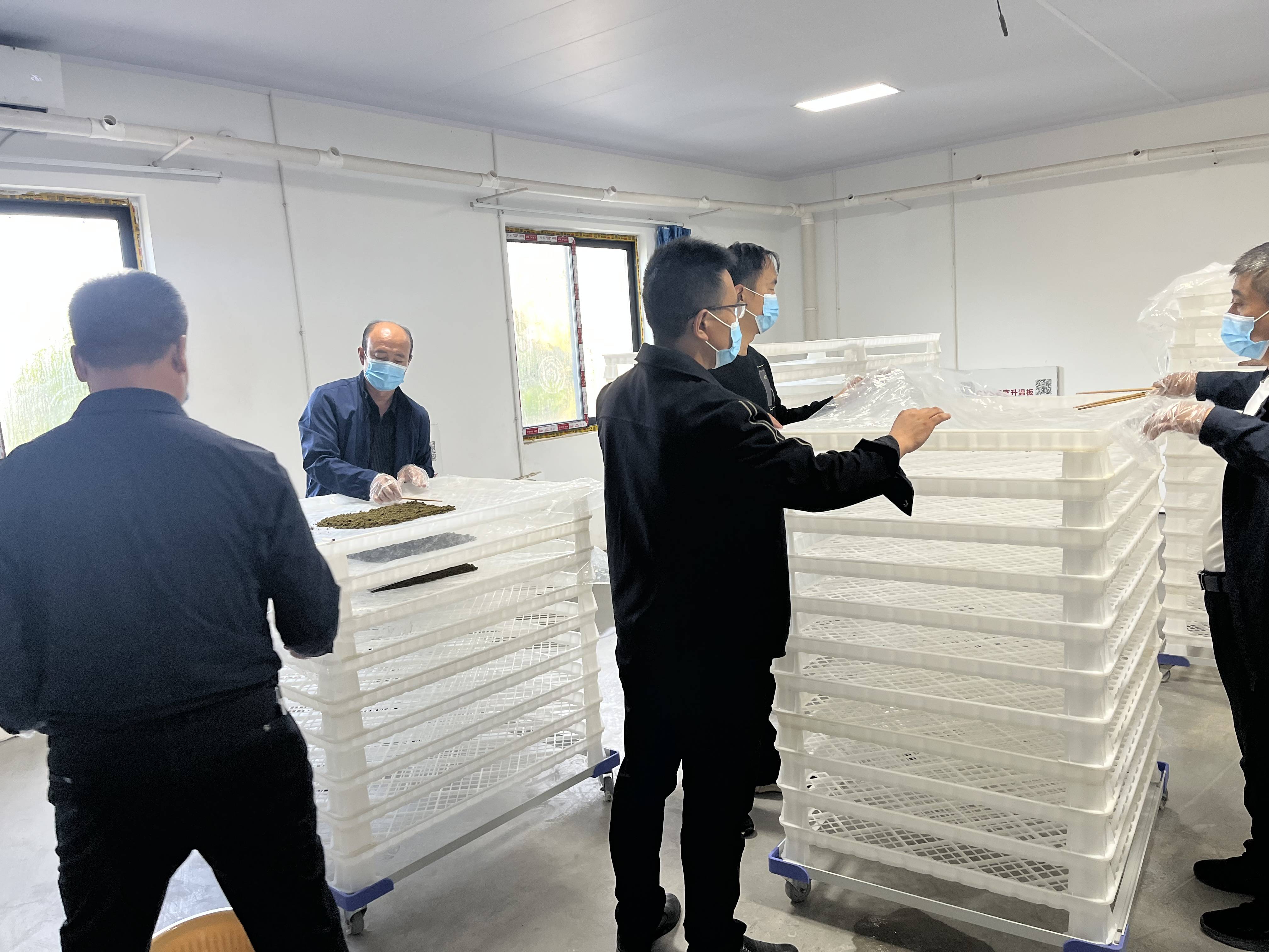 人工饲料小蚕共育技术是一种高效养蚕技术,其优点是不受季节限制,适合