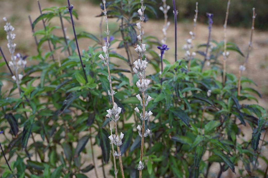 我见到的山东本土植物和园林栽培植物