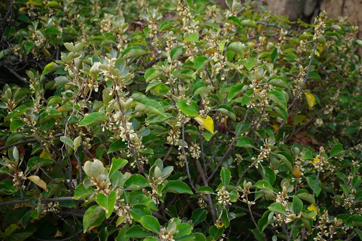 我见到的山东本土植物和园林栽培植物