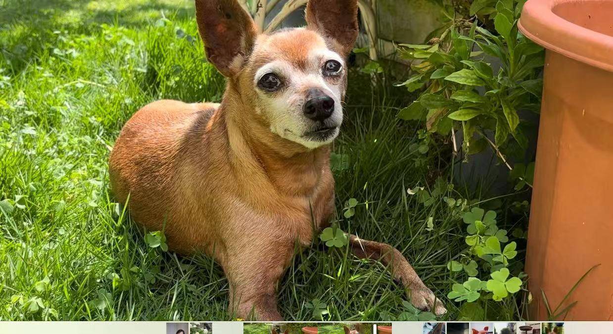 详情描述:咖啡色小鹿犬于2024年10月3日17点13分