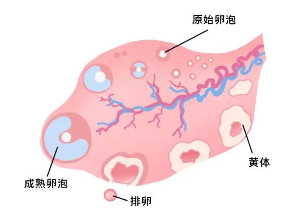 什么是排卵障碍怎么治疗(导致排卵障碍的原因是什么)