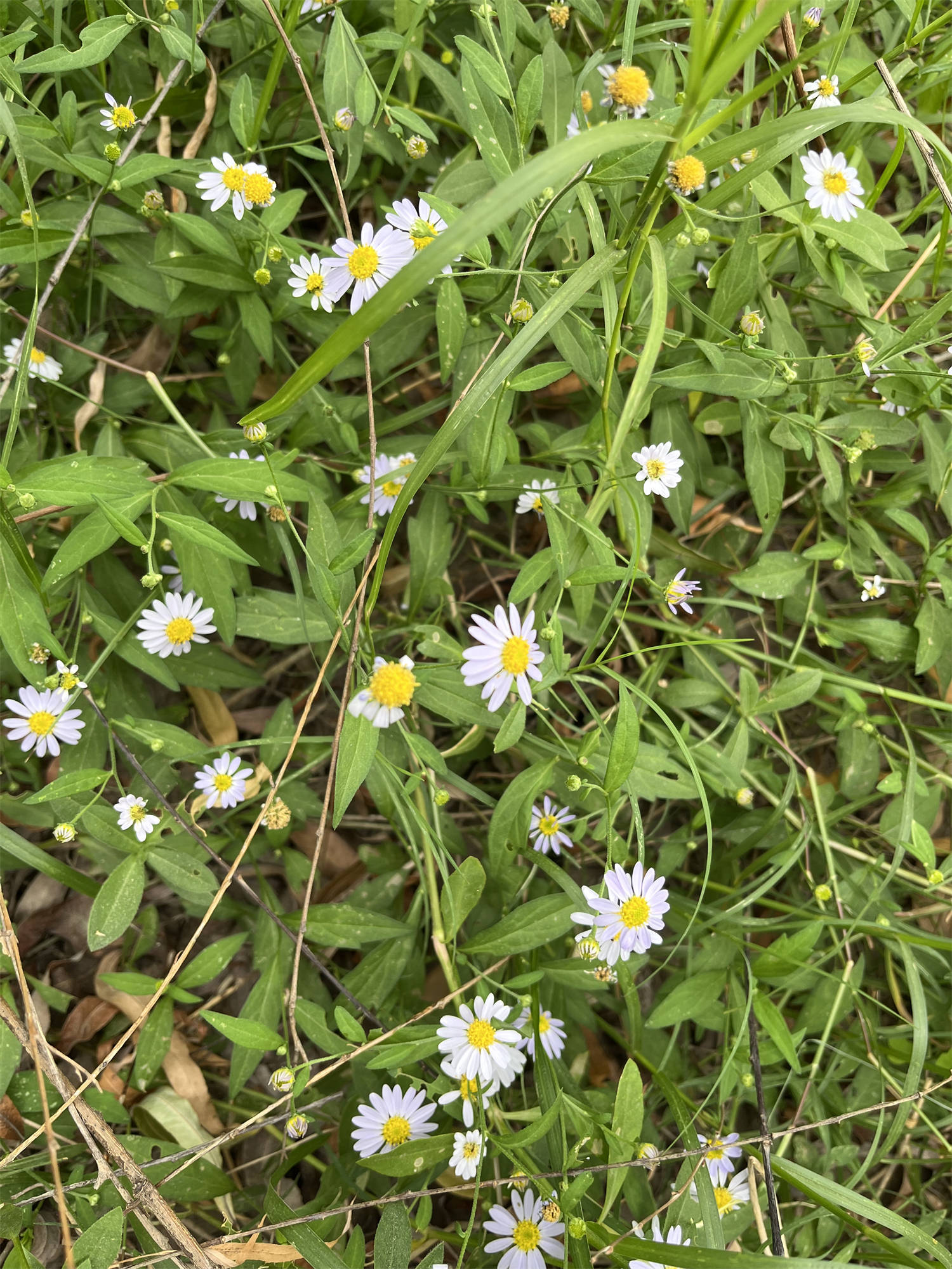 花草世界之70 马兰