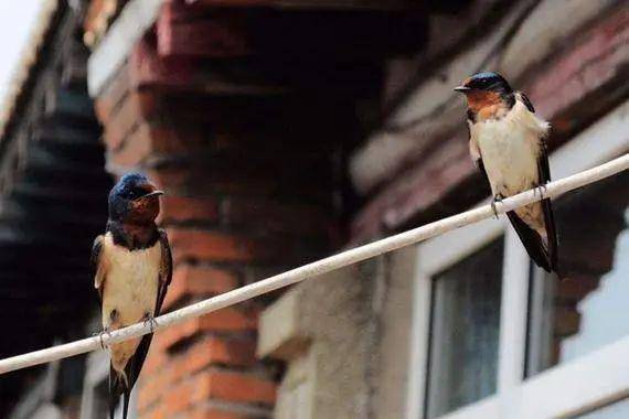 城里的燕子和麻雀