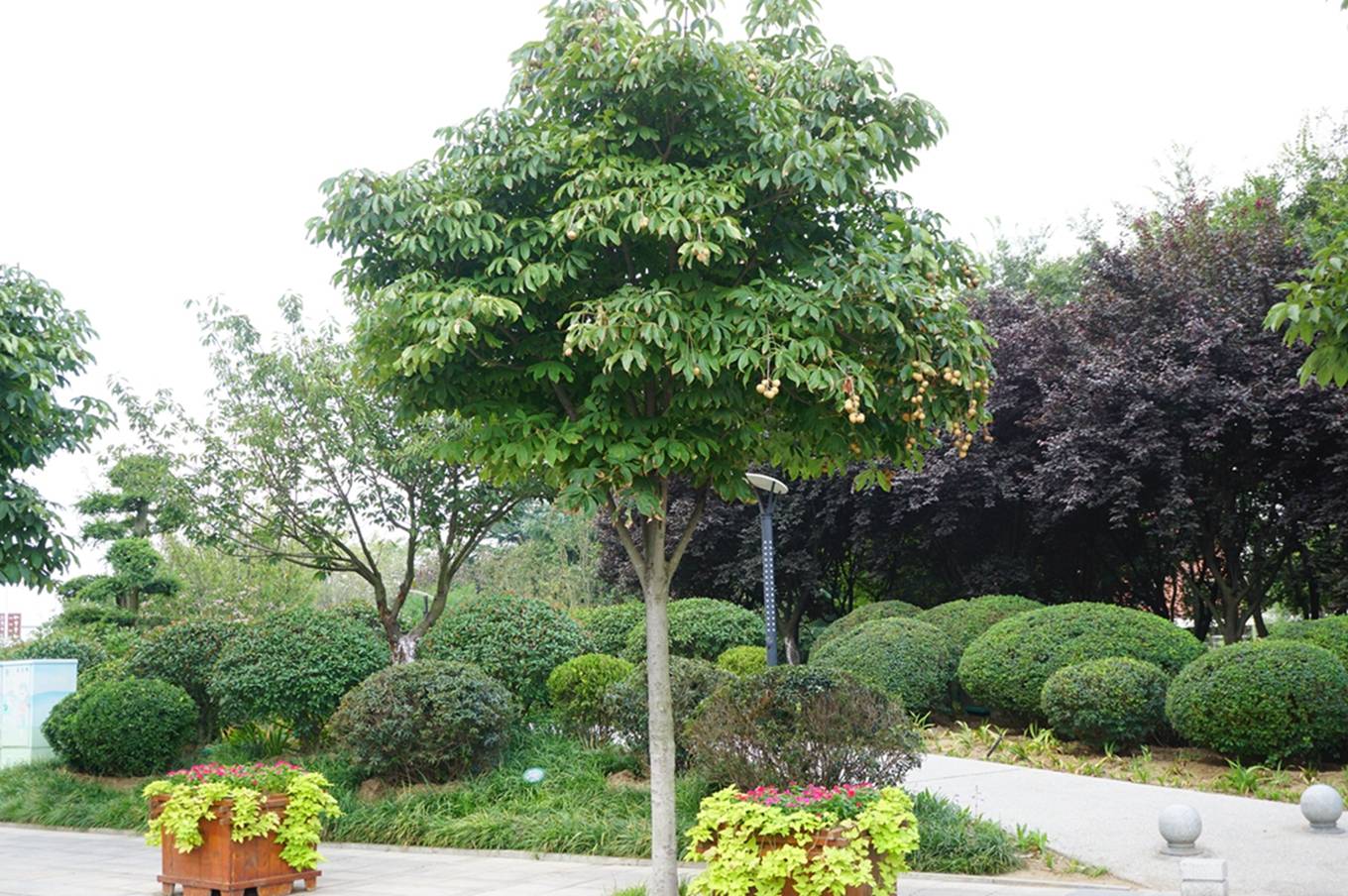 我见到的山东本土植物和园林栽培植物