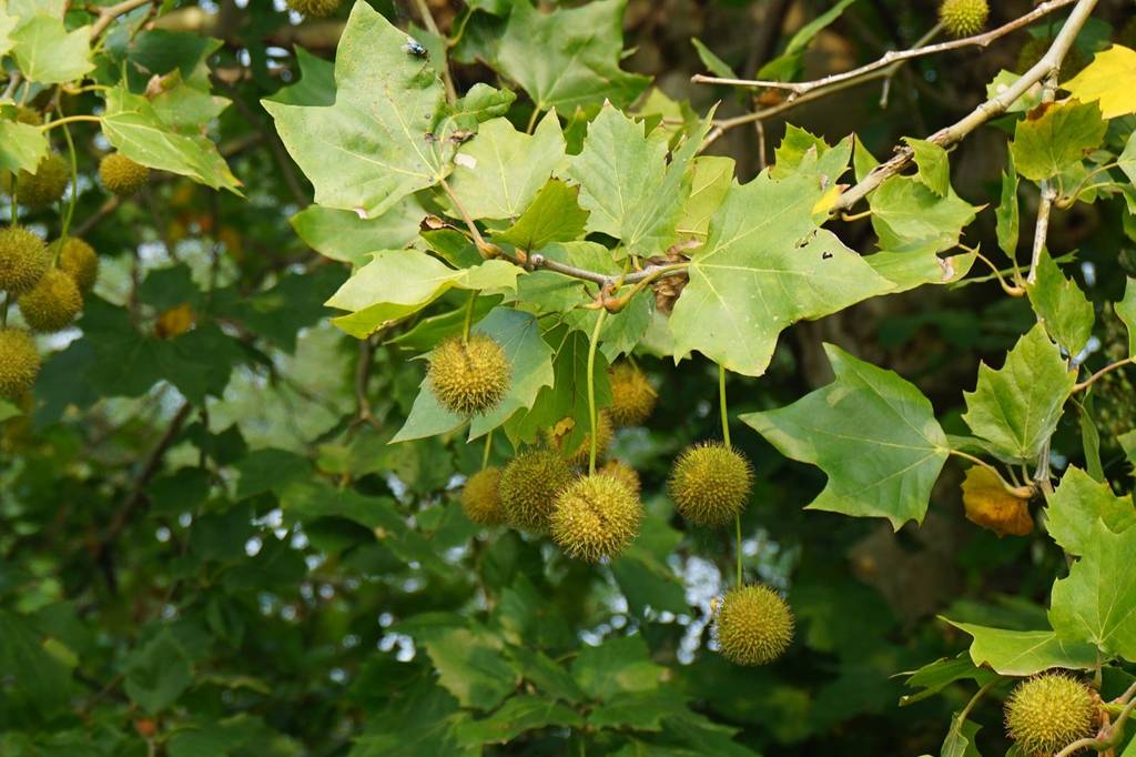 我见到的山东本土植物和园林栽培植物