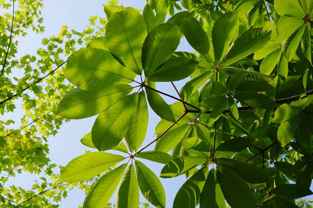 我见到的山东本土植物和园林栽培植物