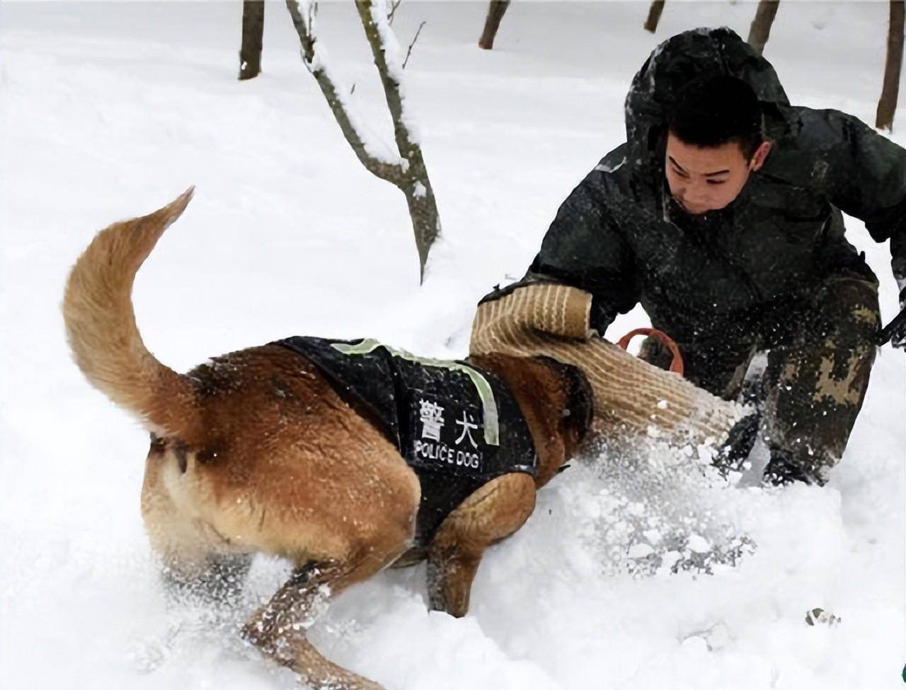 警犬狼狗图片