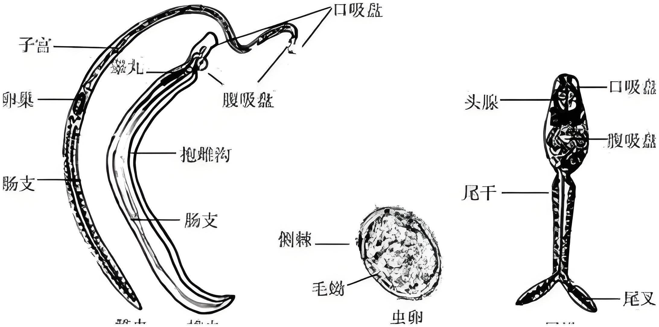 绿带彩蚴吸虫图片