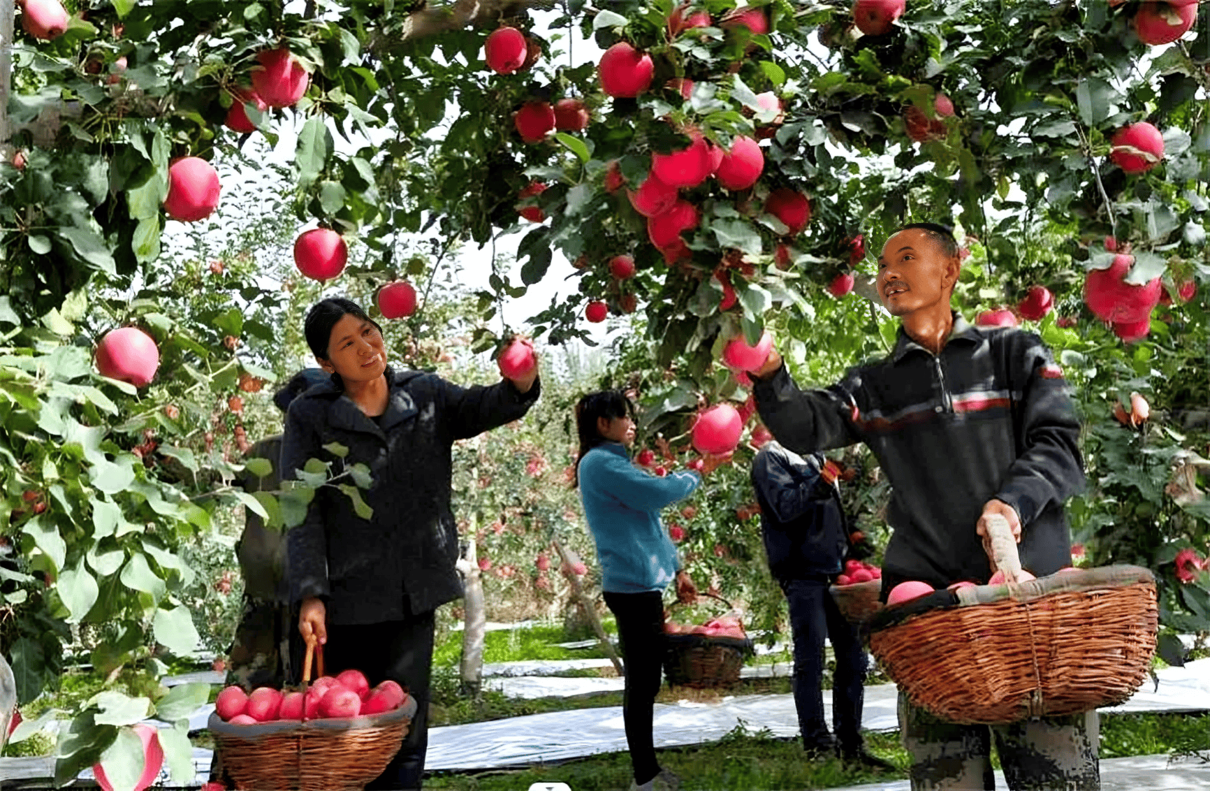 果园旅游开发图片