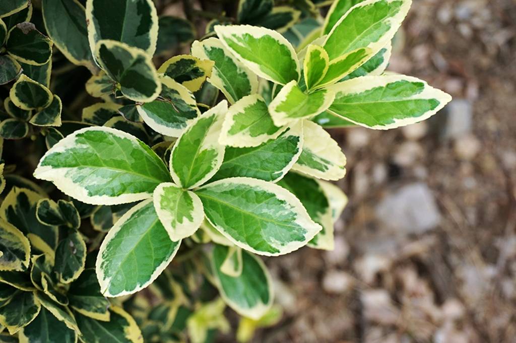 我见到的山东本土植物和园林栽培植物(865-2)金边黄杨和银边黄杨