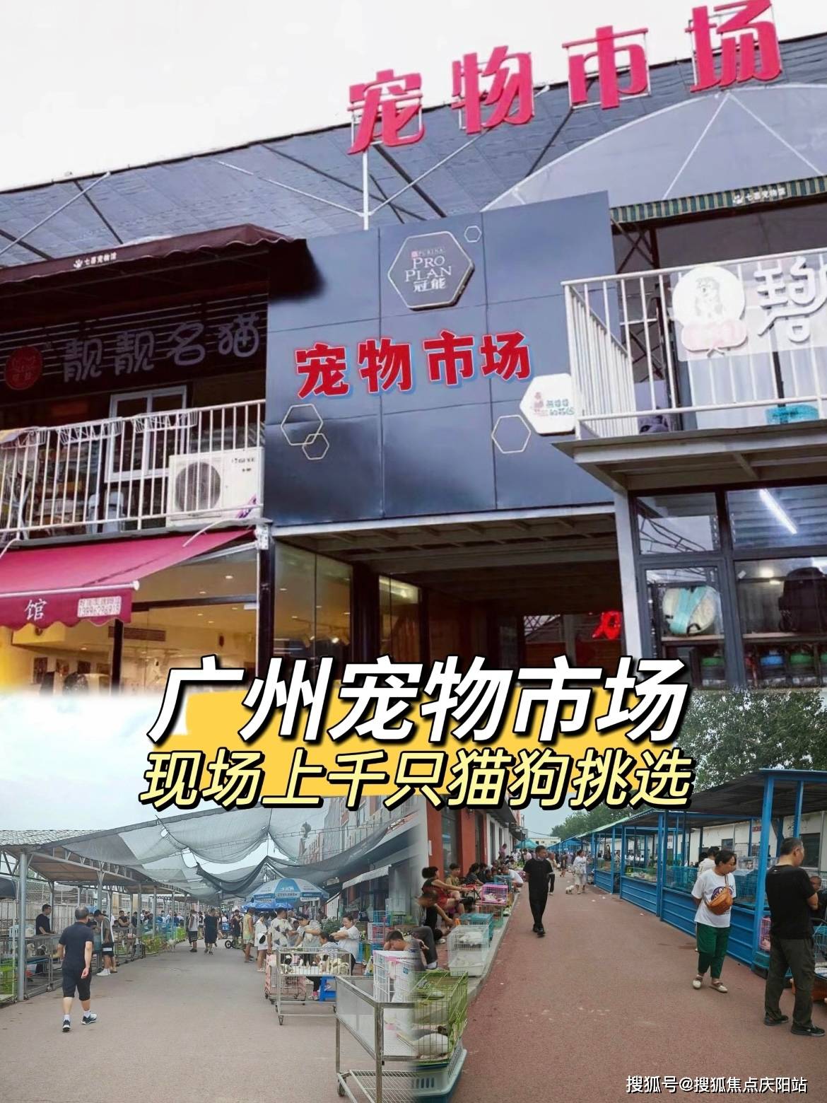 广州买拉布拉多犬(广州)哪里可以买到拉布拉多犬丨广州福安家宠物店