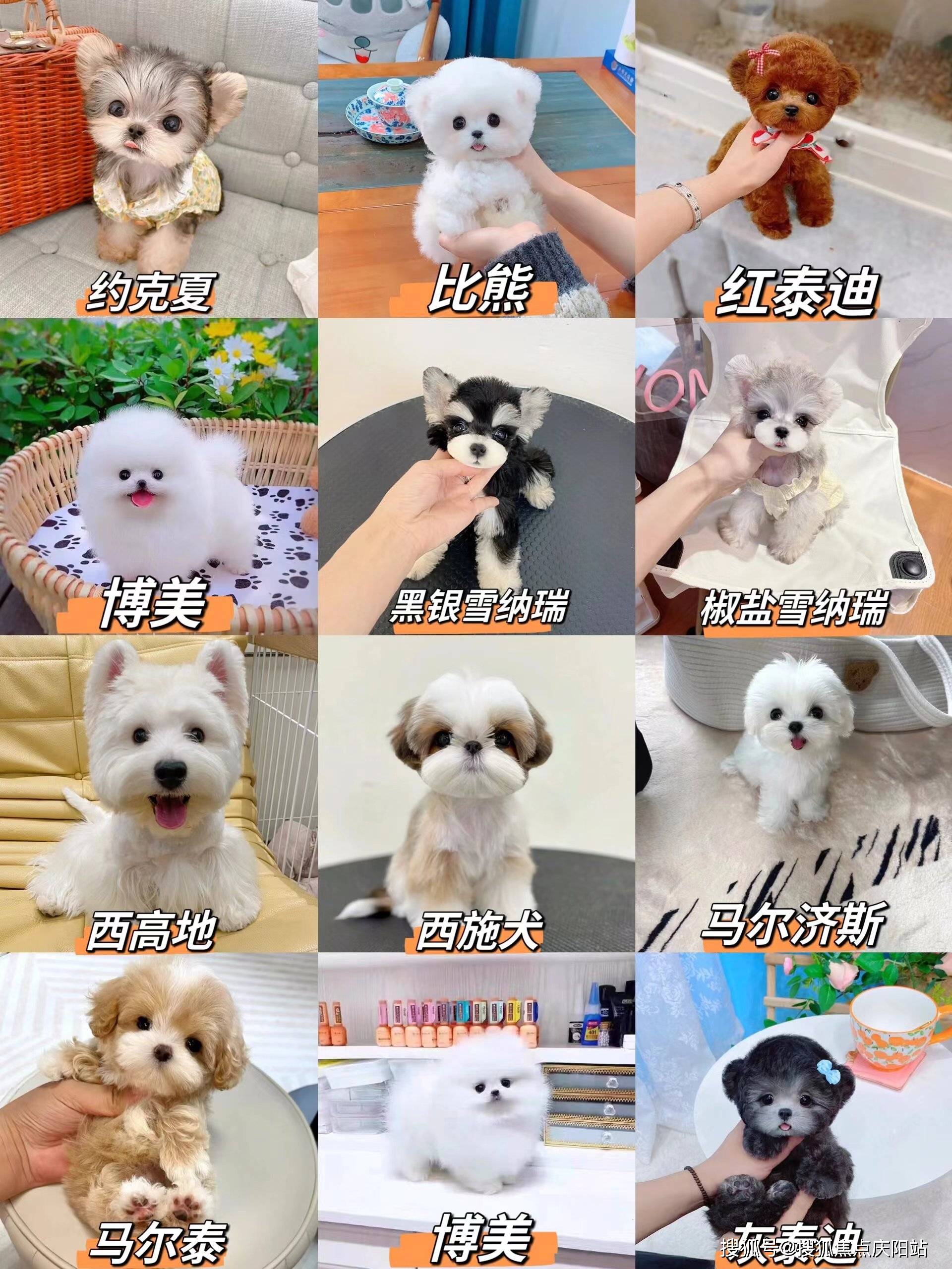 温州买拉布拉多犬(温州)买拉布拉多犬多少钱一只