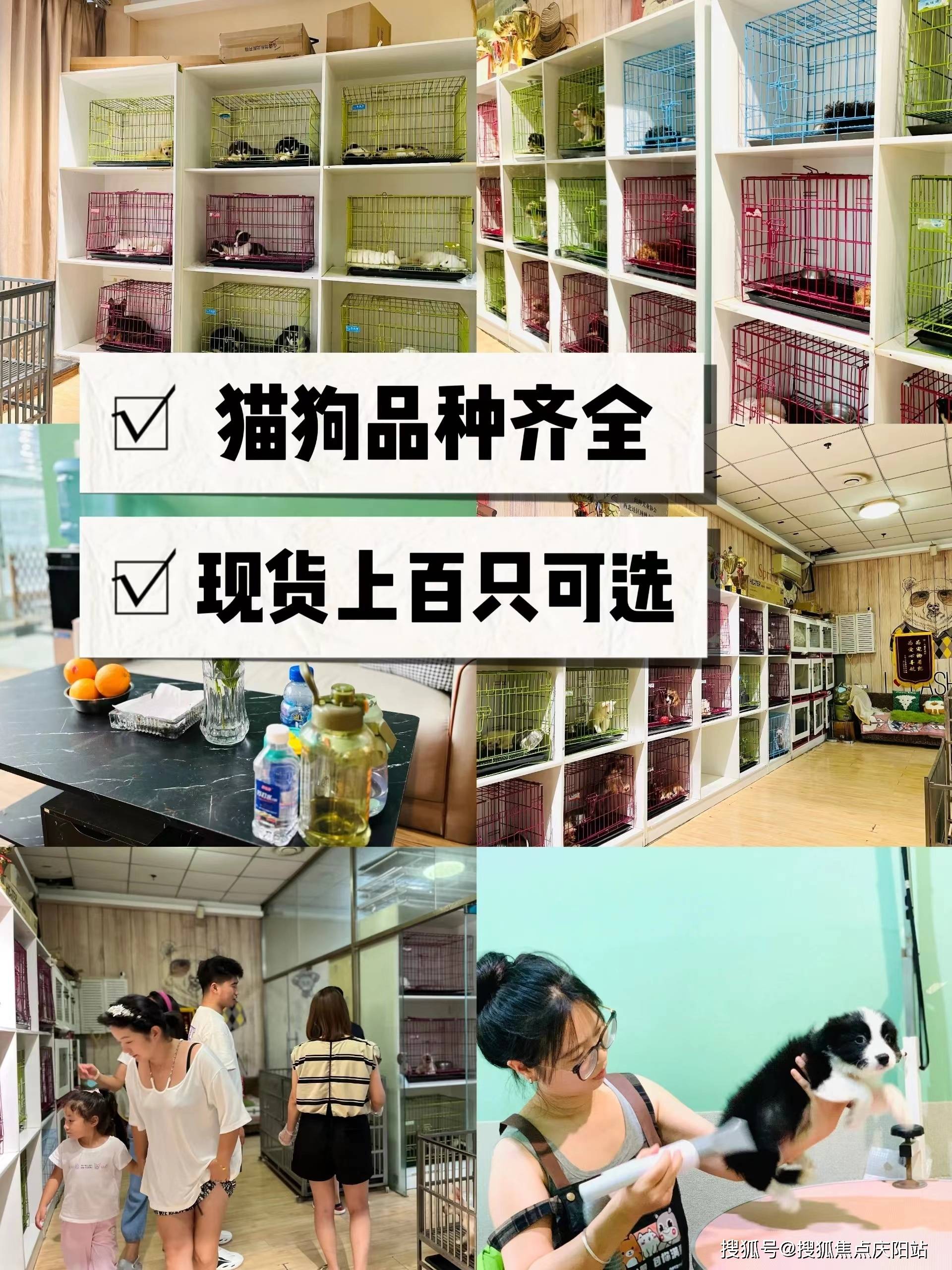 南京买金毛犬(南京)买金毛犬多少钱一只丨南京福安家宠物店欢迎您