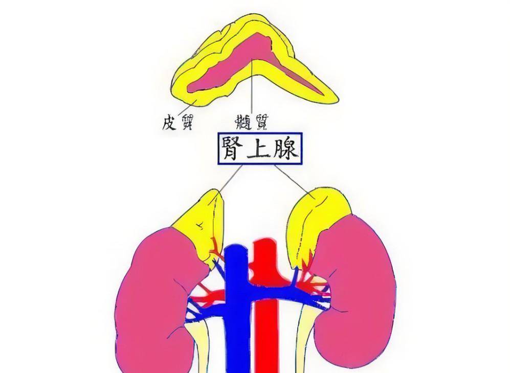 右肾上腺位置图片