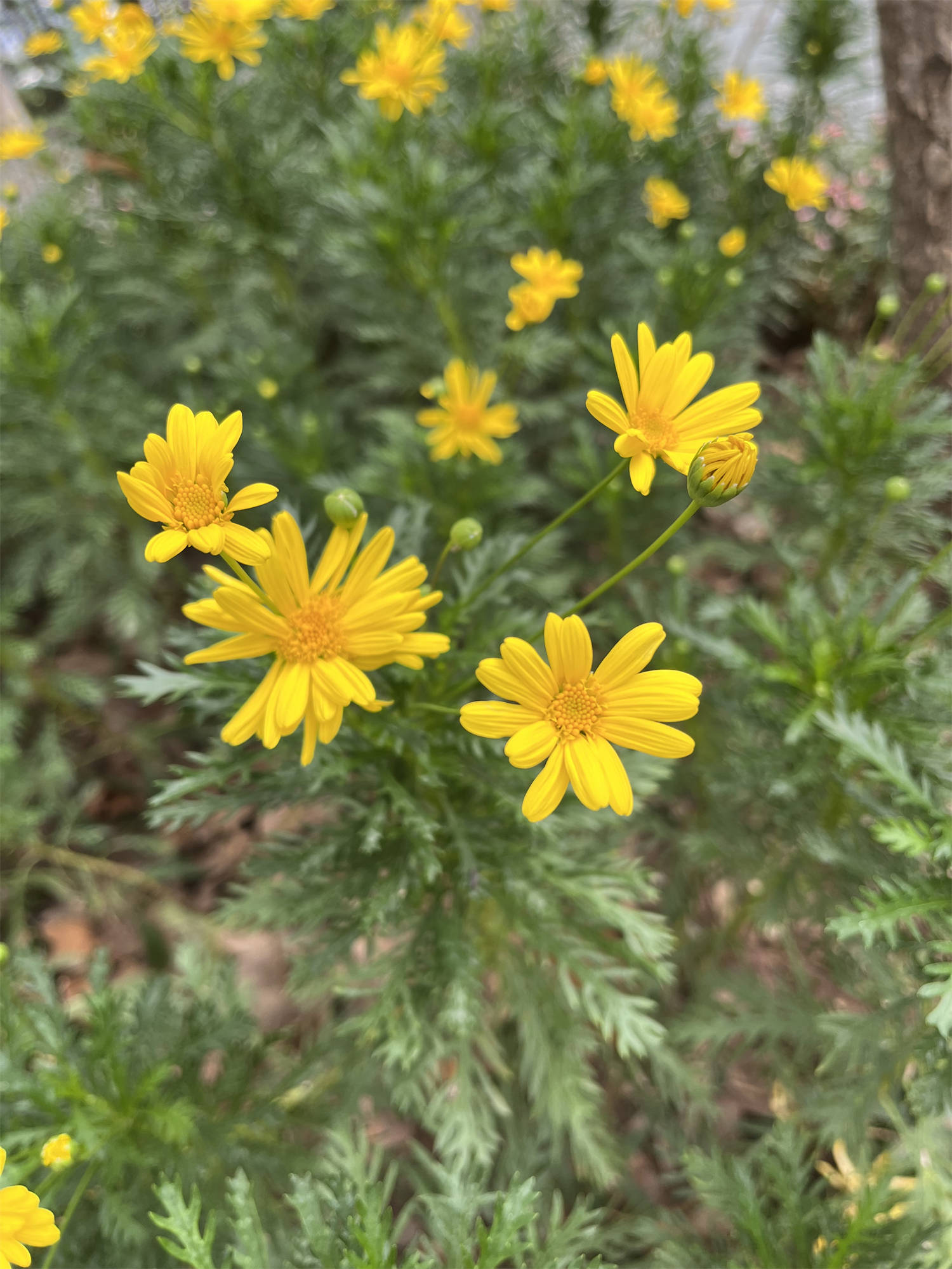 花花世界之89 猫耳菊