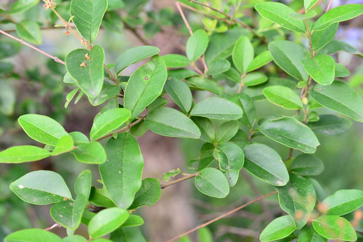 我见到的山东本土植物和园林栽培植物