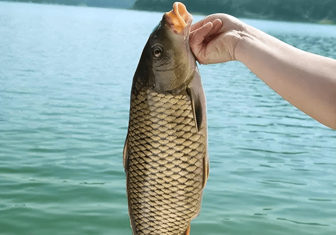 鄱阳湖鱼种类大全图片