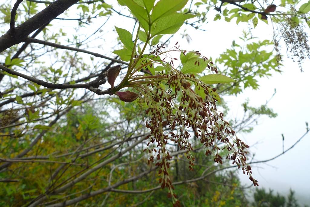 白蜡植物图片