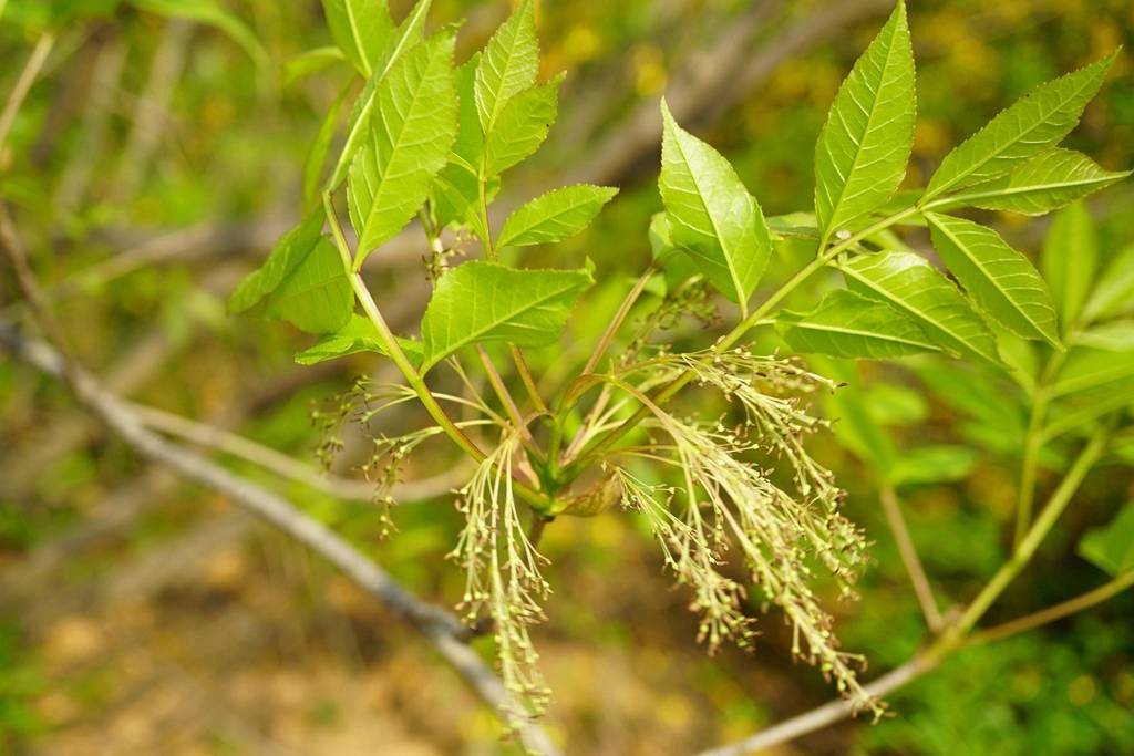 白蜡植物图片