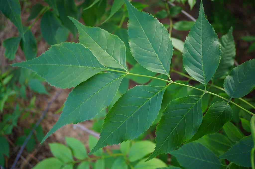 白蜡植物图片