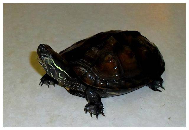 身上黑颈龟将目光放在了众人都不看好的经过一番市场考察,他单凯意识