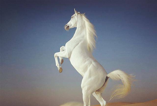 白龙马与悟空能力相近,为何却不去降妖?你看看观音对他干了啥?