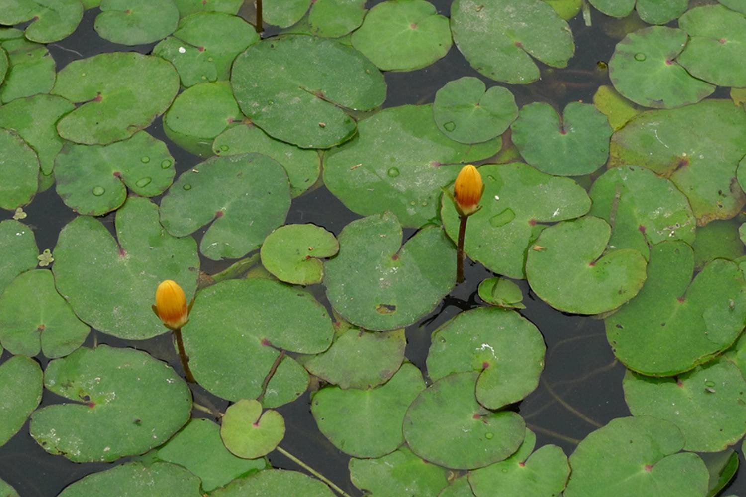我见到的山东本土植物和园林栽培植物(957)荇菜